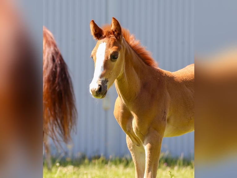 American Quarter Horse Hengst 1 Jaar in Memmingen