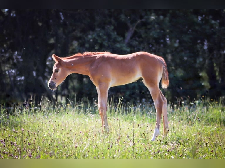 American Quarter Horse Hengst 1 Jaar in Memmingen