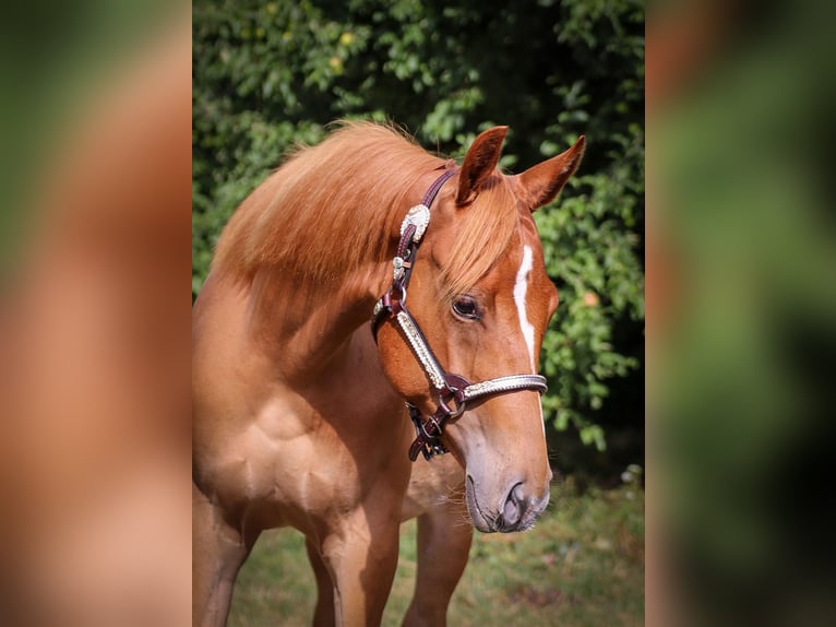 American Quarter Horse Hengst 1 Jaar in Memmingen