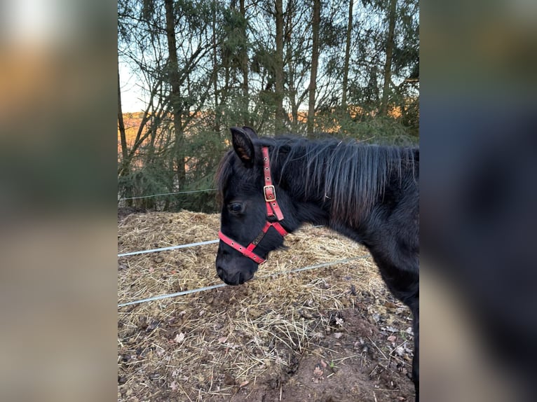 American Quarter Horse Hengst 1 Jaar Zwart in Serrig