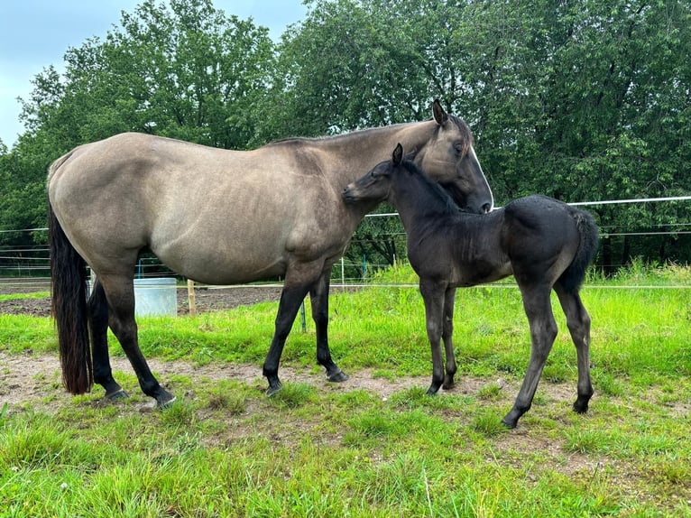 American Quarter Horse Hengst 1 Jaar Zwart in Serrig