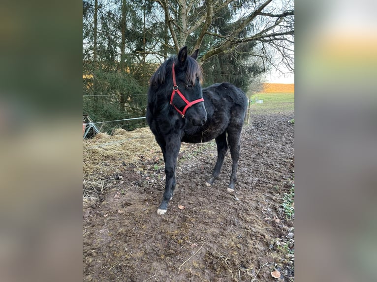 American Quarter Horse Hengst 1 Jaar Zwart in Serrig