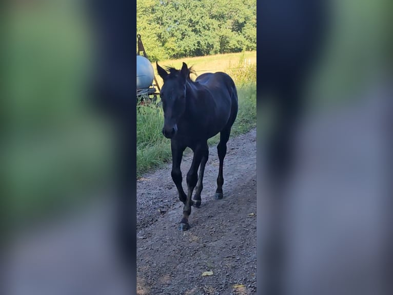 American Quarter Horse Hengst 1 Jaar Zwart in Serrig