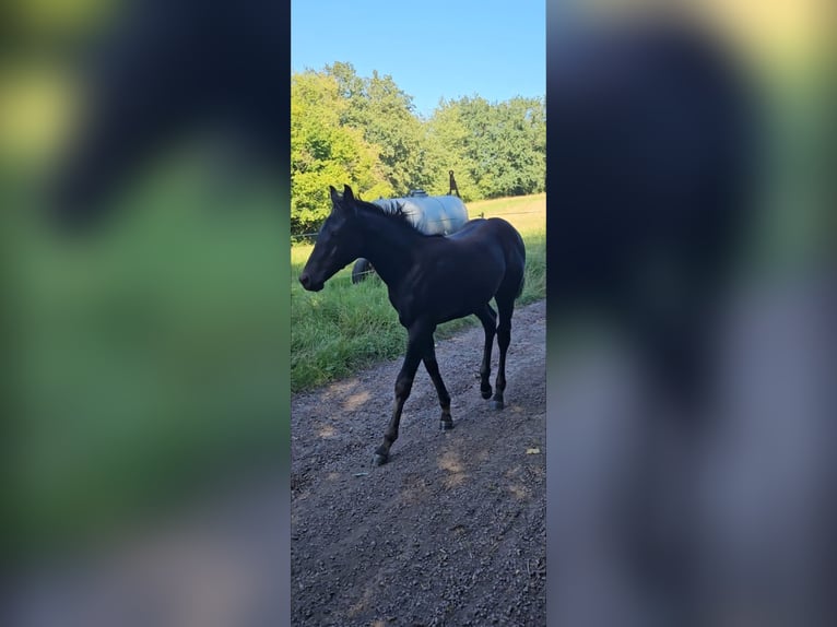 American Quarter Horse Hengst 1 Jaar Zwart in Serrig