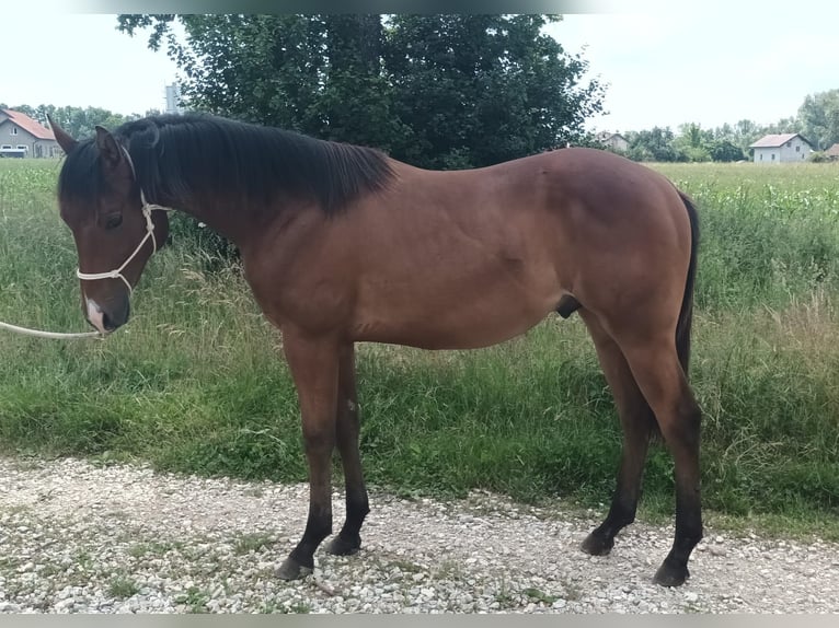 American Quarter Horse Hengst 1 Jahr 130 cm Hellbrauner in Zagreb