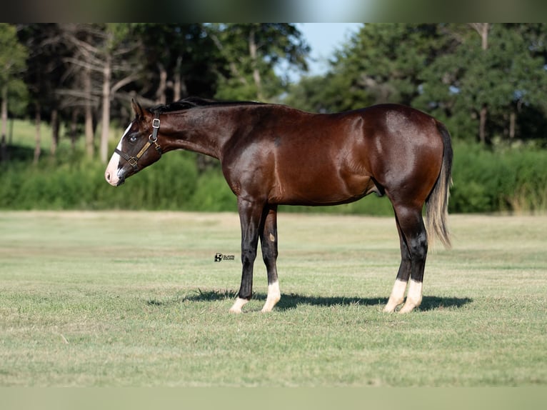 American Quarter Horse Hengst 1 Jahr 137 cm Rotbrauner in Whitesboro