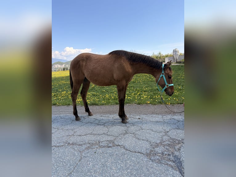American Quarter Horse Hengst 1 Jahr 140 cm Falbe in Riegersdorf