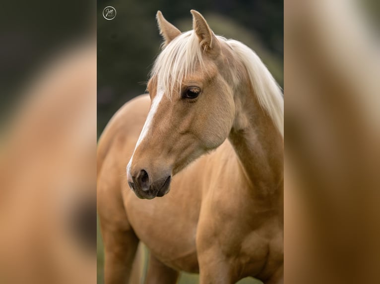 American Quarter Horse Hengst 1 Jahr 140 cm Palomino in Rosenfeld