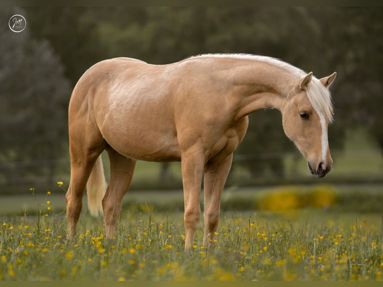 American Quarter Horse Hengst 1 Jahr 140 cm Palomino in Rosenfeld