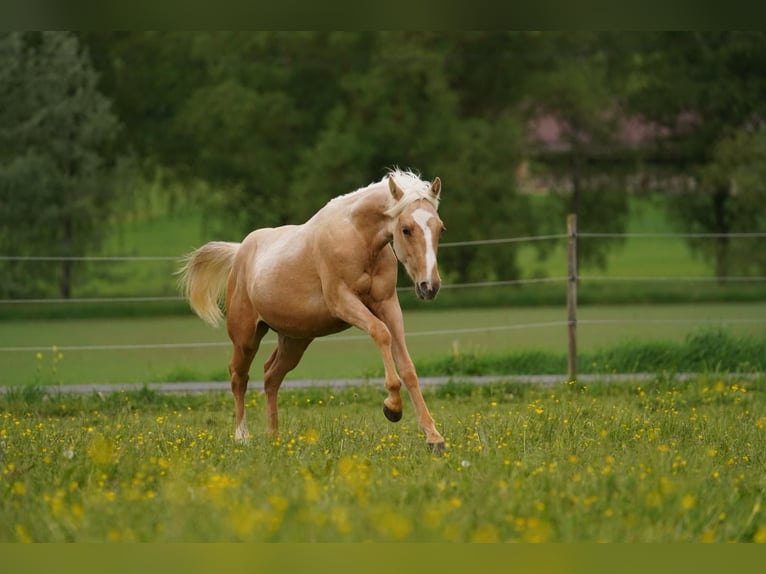 American Quarter Horse Hengst 1 Jahr 140 cm Palomino in Rosenfeld