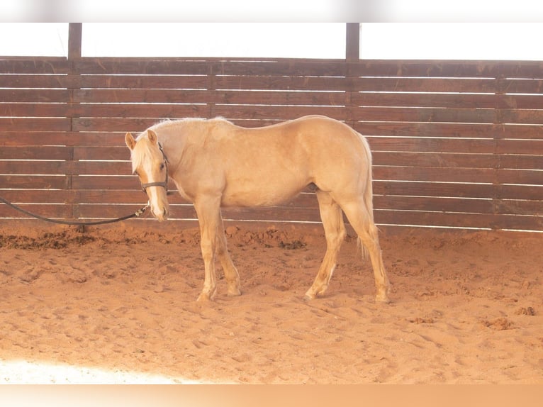 American Quarter Horse Hengst 1 Jahr 142 cm Palomino in Purcell
