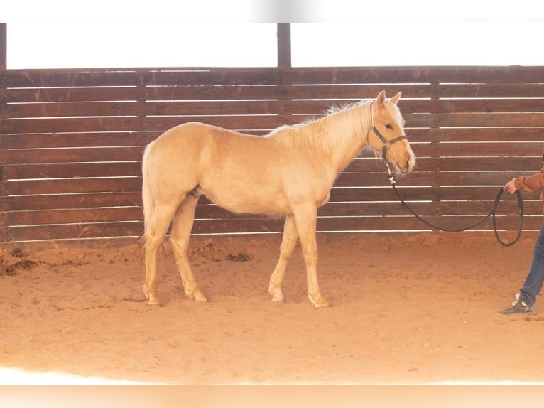 American Quarter Horse Hengst 1 Jahr 142 cm Palomino in Purcell