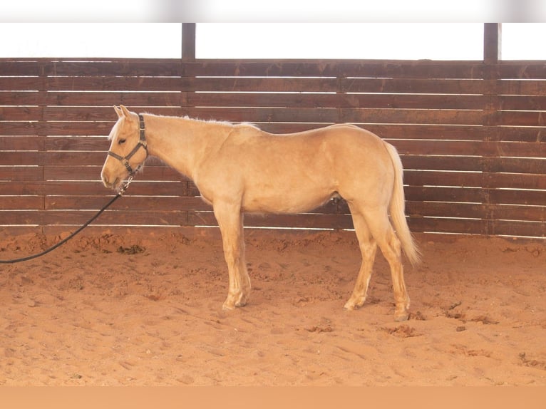 American Quarter Horse Hengst 1 Jahr 142 cm Palomino in Purcell