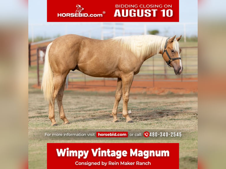 American Quarter Horse Hengst 1 Jahr 142 cm Palomino in Wayne