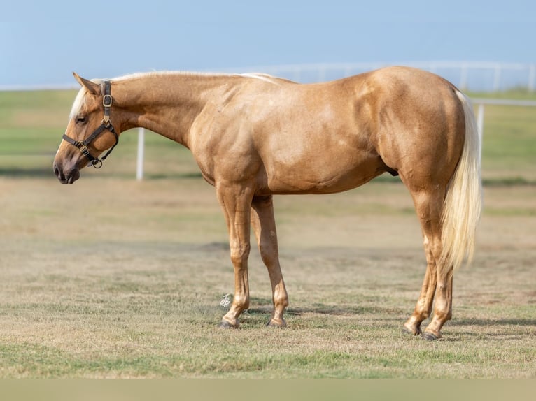 American Quarter Horse Hengst 1 Jahr 142 cm Palomino in Wayne
