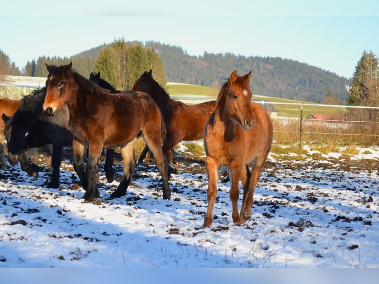 American Quarter Horse Mix Hengst 1 Jahr 142 cm Red Dun in St. Koloman