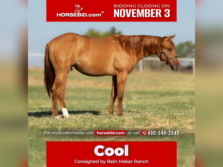 American Quarter Horse Hengst 1 Jahr 142 cm Red Dun in Wayne, OK American Quarter Horse Hengst 1 Jahr 142 cm Red Dun in Wayne, OK