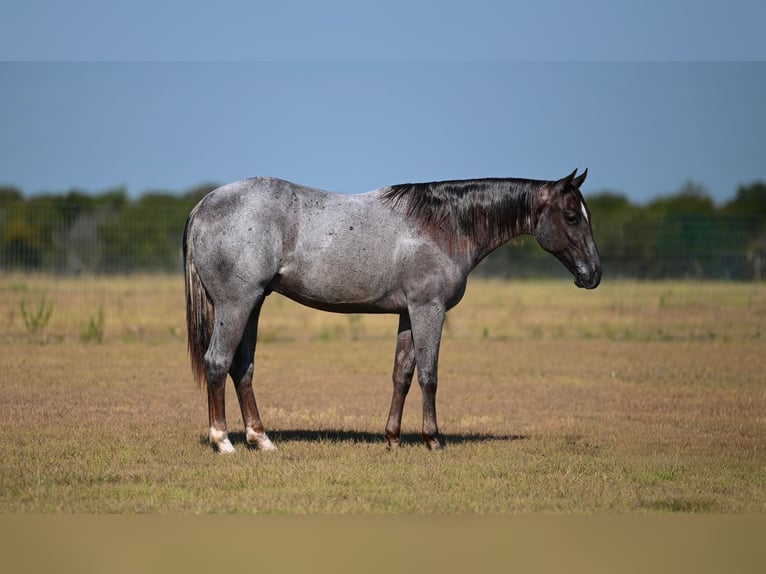 American Quarter Horse Hengst 1 Jahr 142 cm Roan-Red in Waco
