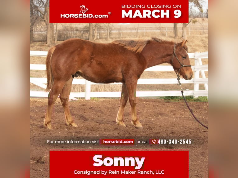 American Quarter Horse Hengst 1 Jahr 142 cm Rotfuchs in Purcell