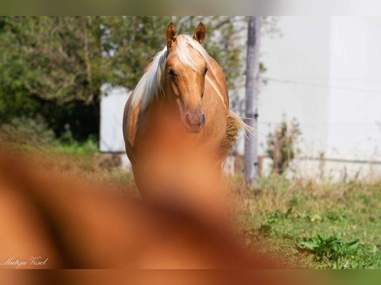 American Quarter Horse Hengst 1 Jahr 144 cm Palomino in Sodražica