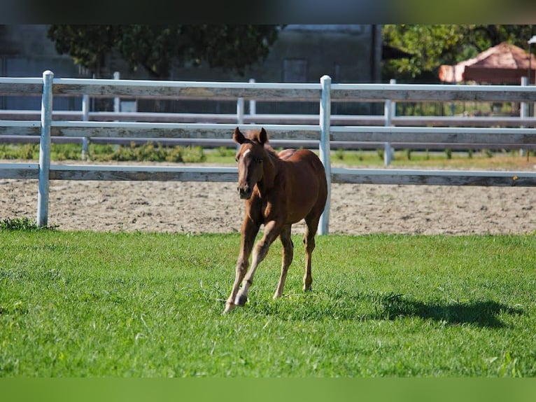 American Quarter Horse Hengst 1 Jahr 145 cm Brauner in München