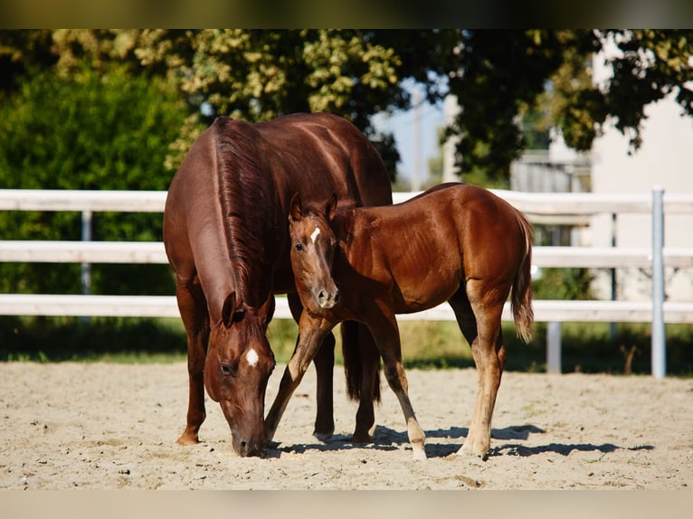 American Quarter Horse Hengst 1 Jahr 145 cm Brauner in München