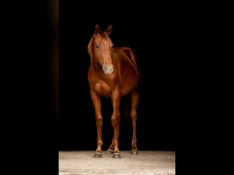American Quarter Horse Hengst 1 Jahr 145 cm Dunkelfuchs in Rheinbach