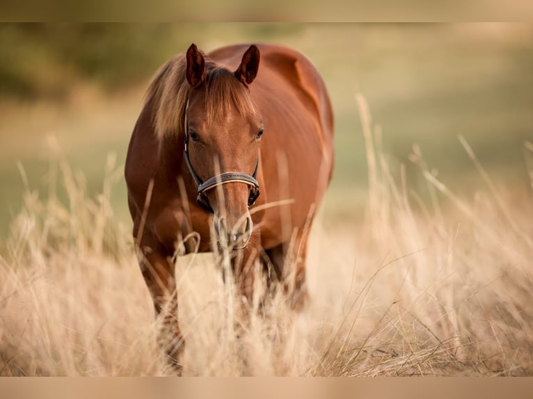 American Quarter Horse Hengst 1 Jahr 145 cm Dunkelfuchs in Rheinbach