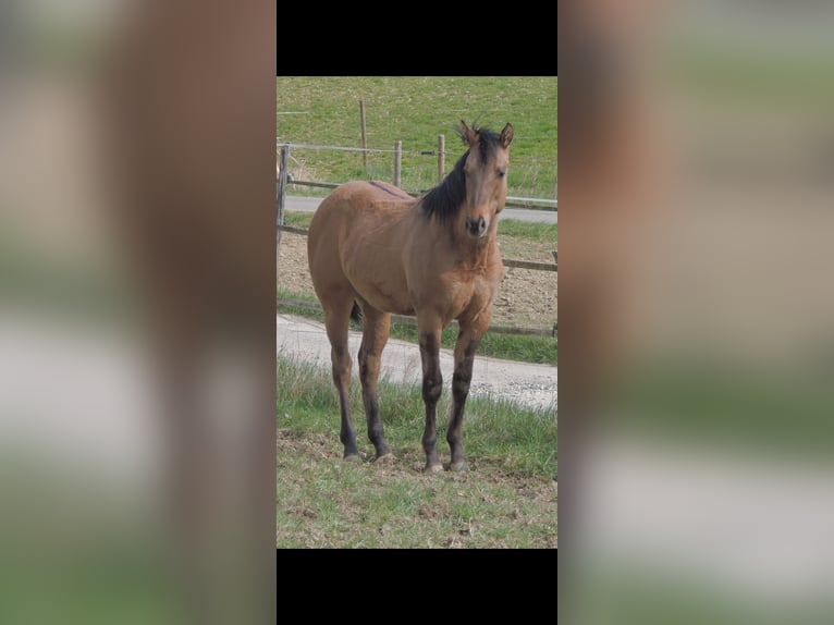 American Quarter Horse Hengst 1 Jahr 146 cm Falbe in Kirchberg