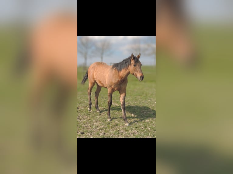 American Quarter Horse Hengst 1 Jahr 146 cm Falbe in Kirchberg