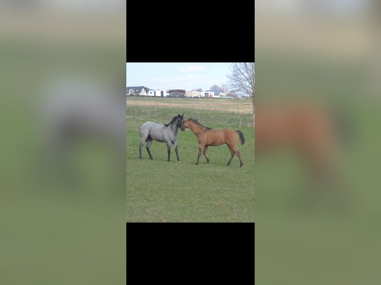 American Quarter Horse Hengst 1 Jahr 146 cm Roan-Blue in Kirchberg