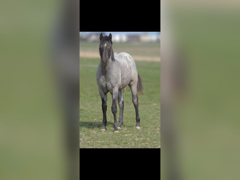 American Quarter Horse Hengst 1 Jahr 146 cm Roan-Blue in Kirchberg