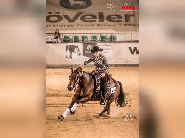 American Quarter Horse Hengst 1 Jahr 147 cm Dunkelbrauner in Erbendorf