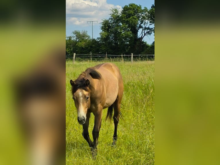 American Quarter Horse Hengst 1 Jahr 148 cm Braunfalbschimmel in Amorbach