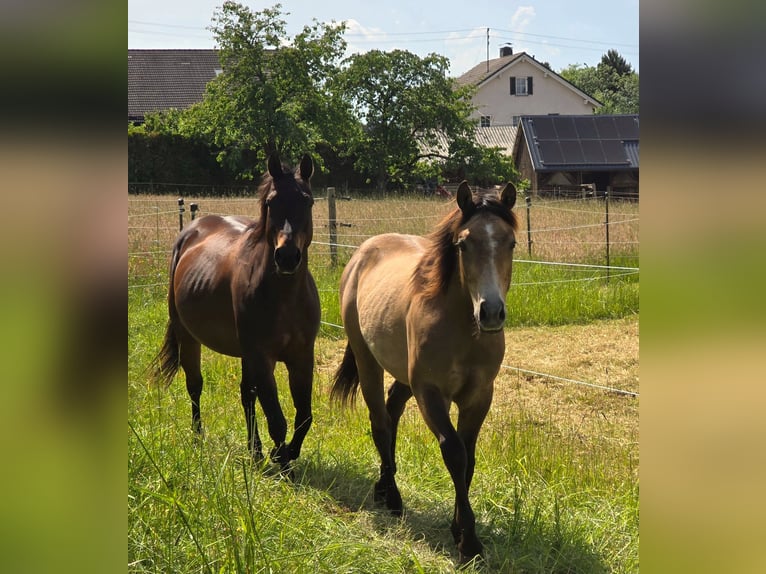 American Quarter Horse Hengst 1 Jahr 148 cm Braunfalbschimmel in Amorbach