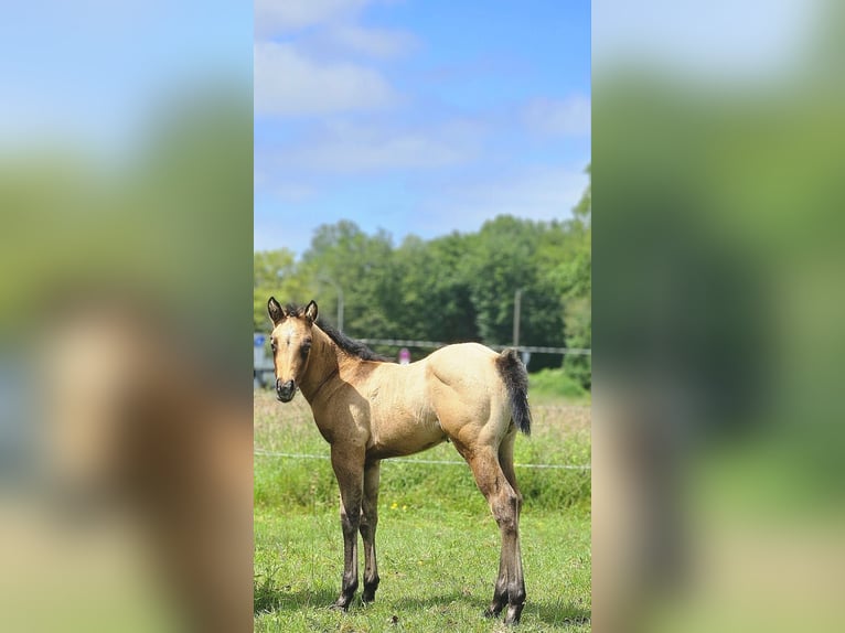 American Quarter Horse Hengst 1 Jahr 148 cm Braunfalbschimmel in Amorbach
