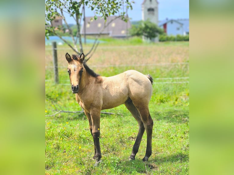American Quarter Horse Hengst 1 Jahr 148 cm Braunfalbschimmel in Amorbach