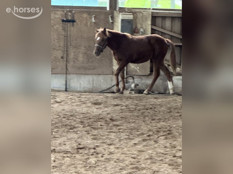 American Quarter Horse Mix Hengst 1 Jahr 148 cm Fuchs in Buchen (Odenwald)
