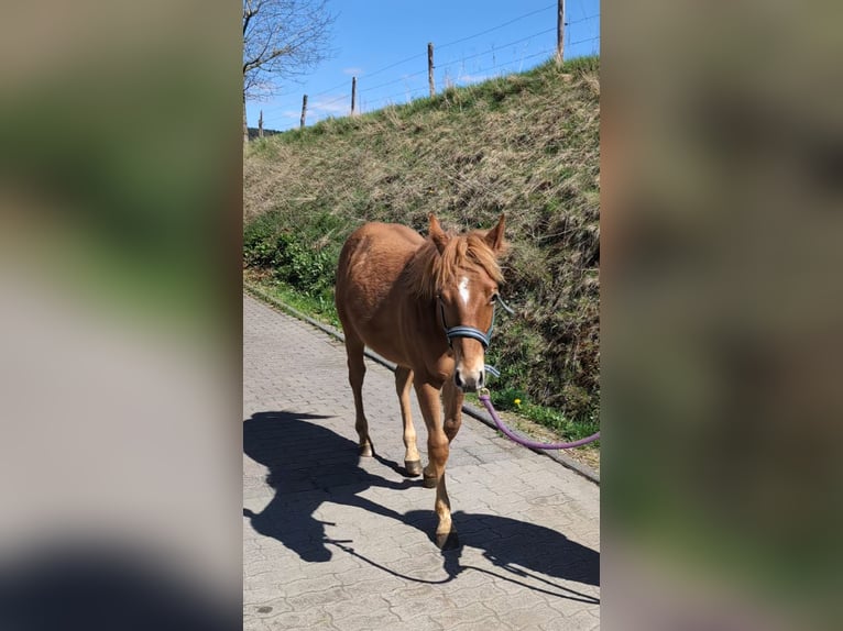 American Quarter Horse Hengst 1 Jahr 148 cm Fuchs in Rotenhain