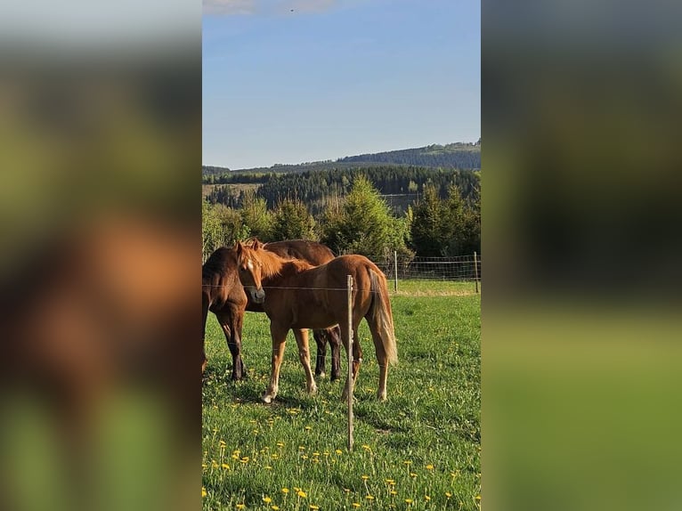 American Quarter Horse Hengst 1 Jahr 148 cm Fuchs in Rotenhain