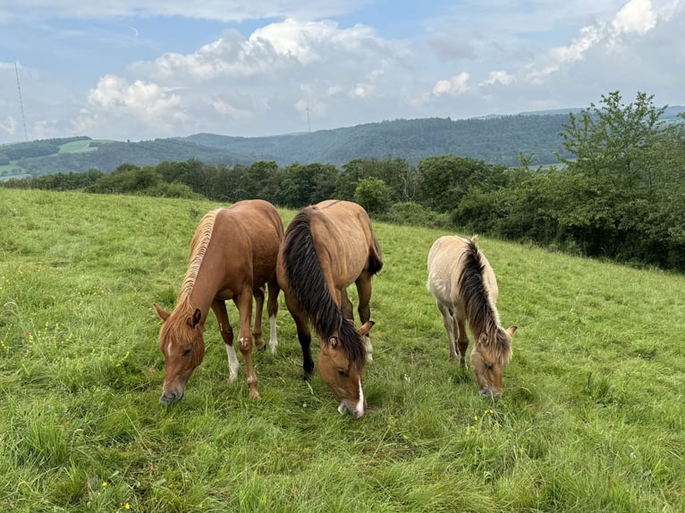 American Quarter Horse Hengst 1 Jahr 148 cm Fuchs in Daleiden