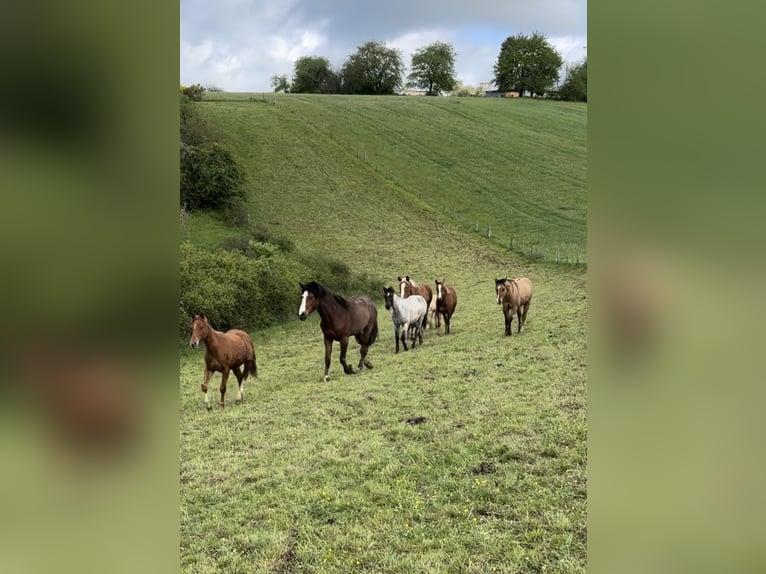 American Quarter Horse Hengst 1 Jahr 148 cm Fuchs in Daleiden