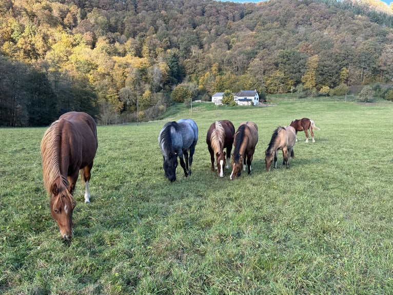 American Quarter Horse Hengst 1 Jahr 148 cm Fuchs in Daleiden