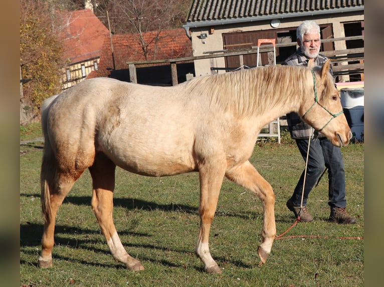 American Quarter Horse Hengst 1 Jahr 148 cm Palomino in M&#xFC;glitztal