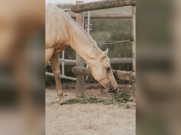 American Quarter Horse Hengst 1 Jahr 148 cm Palomino in K&#xF6;nigsmoos
