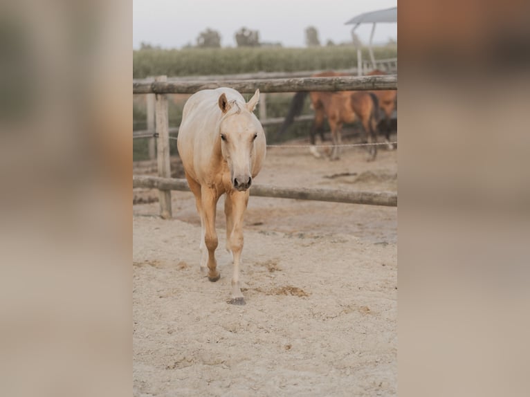 American Quarter Horse Hengst 1 Jahr 148 cm Palomino in K&#xF6;nigsmoos