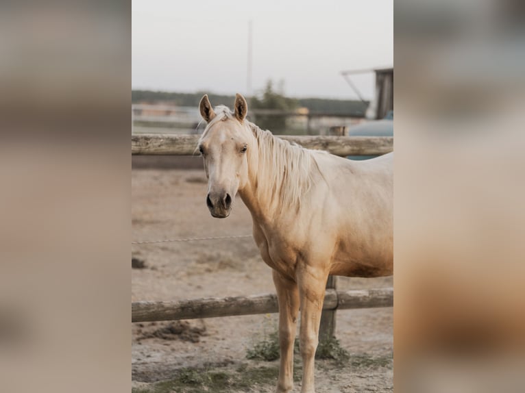 American Quarter Horse Hengst 1 Jahr 148 cm Palomino in K&#xF6;nigsmoos