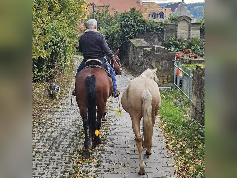 American Quarter Horse Hengst 1 Jahr 148 cm Palomino in Müglitztal