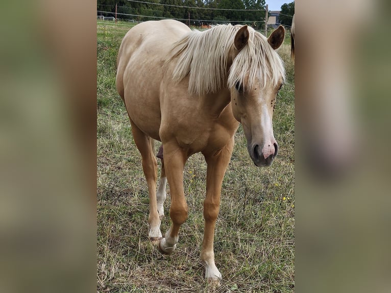 American Quarter Horse Hengst 1 Jahr 148 cm Palomino in M&#xFC;glitztal