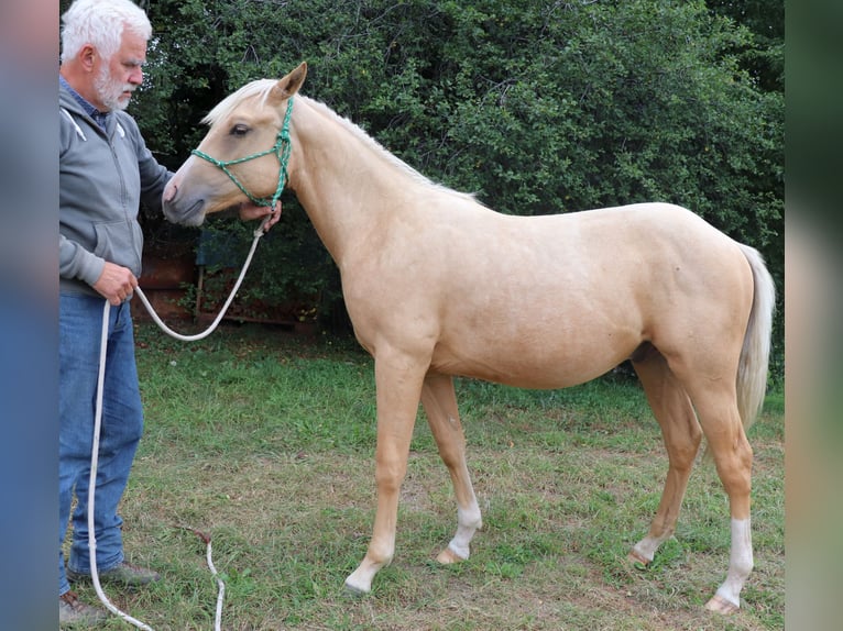 American Quarter Horse Hengst 1 Jahr 148 cm Palomino in M&#xFC;glitztal